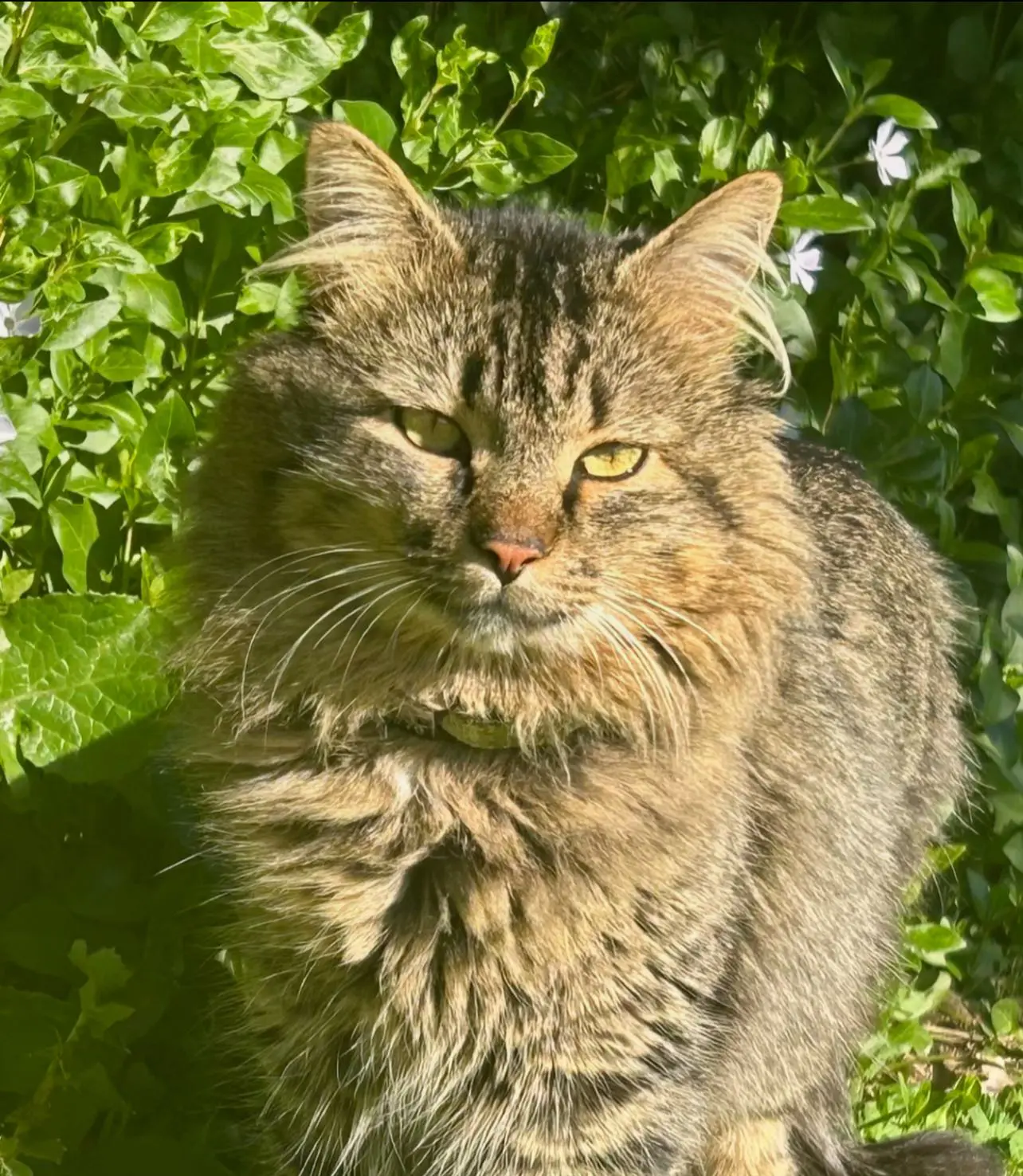 gato lost     Simba