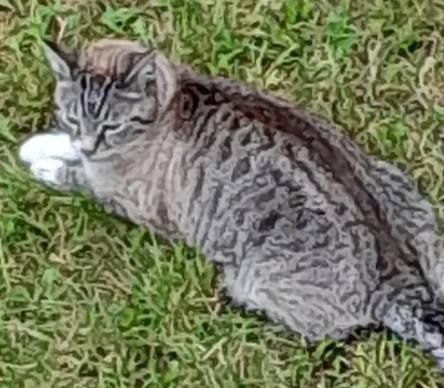 gato lost     Zipy