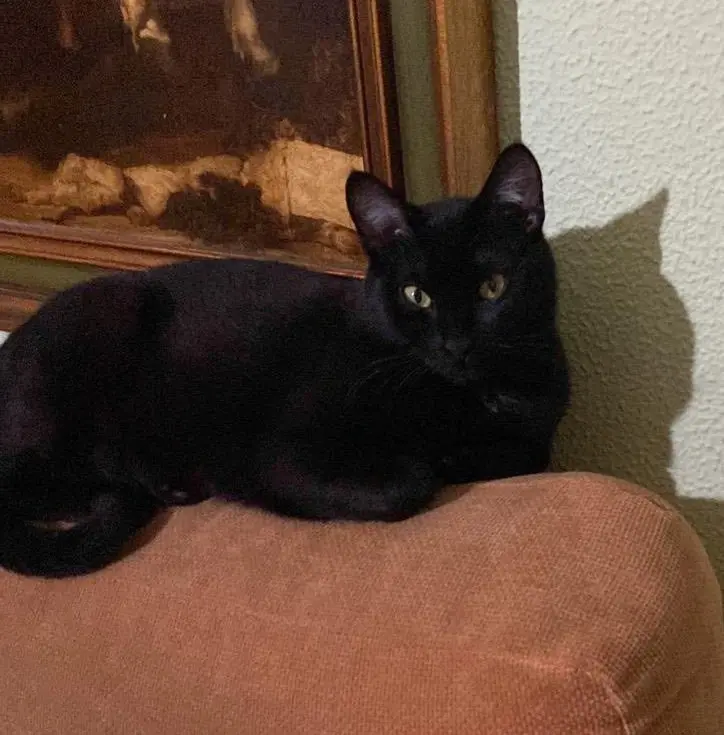 gato lost     Loki