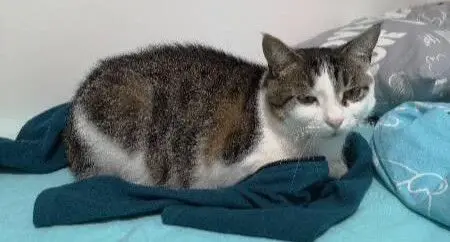 gato lost     Kotik
