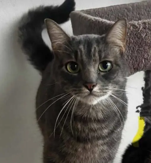 gato lost    Saint-Jacques-de-Compostelle Momo