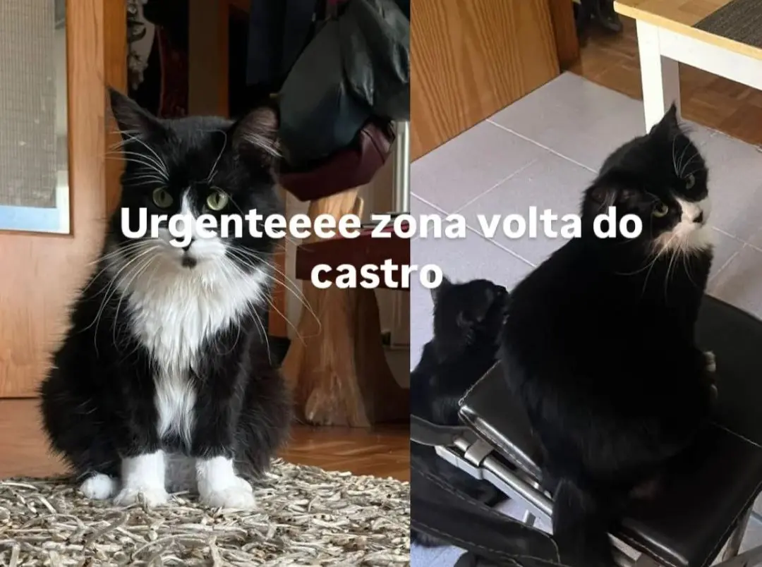 gato lost    Saint-Jacques-de-Compostelle Panza