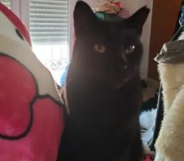 gato lost    Chiclana de la Frontera Bacardi