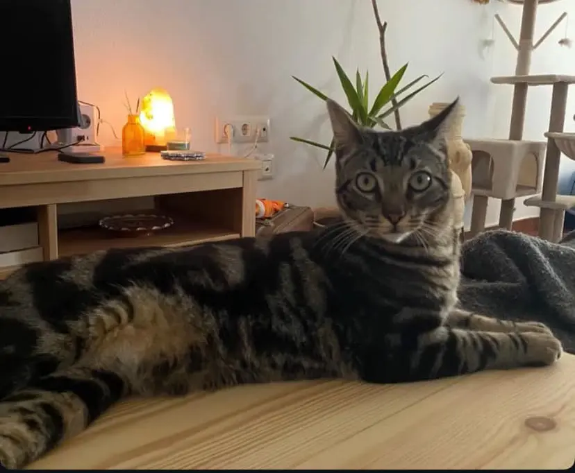 gato lost    Chiclana de la Frontera Coco