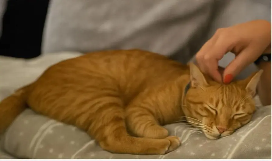 gato lost    Chiclana de la Frontera Lublue