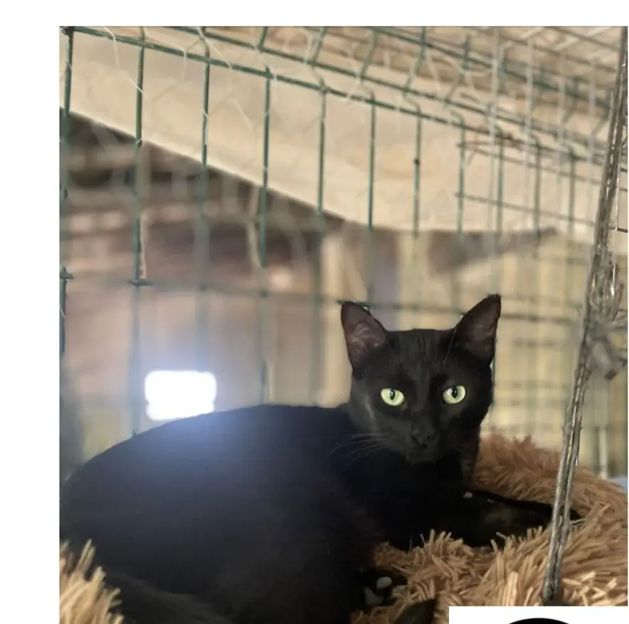 gato lost    Xérès Coffee