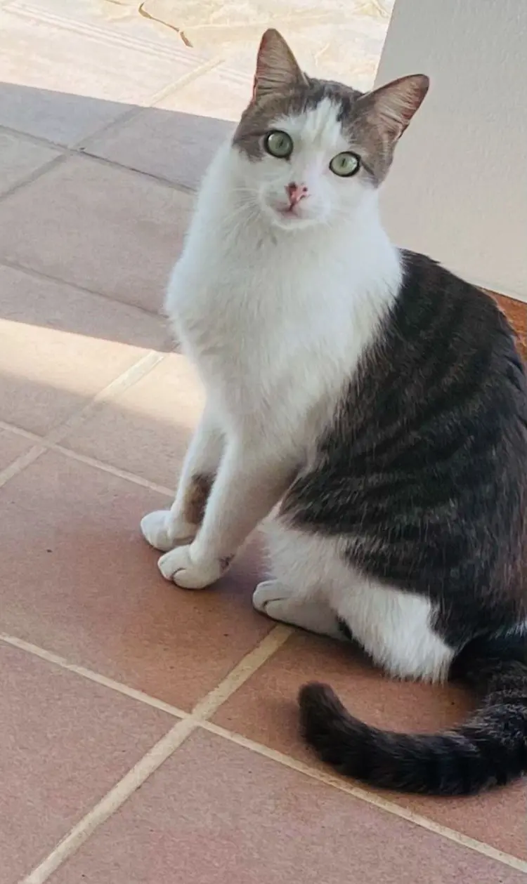 gato lost   11550 Chipiona Dominick