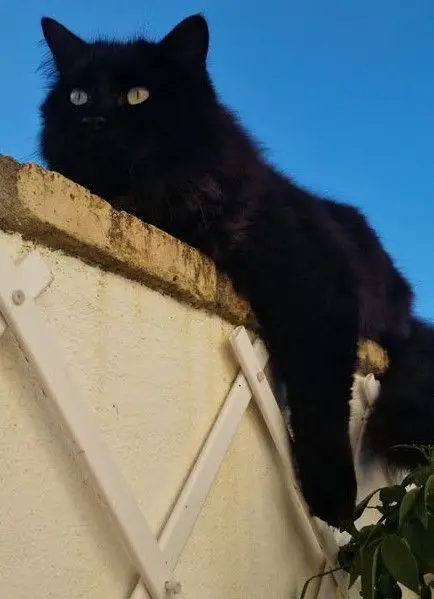 gato lost    Conil de la Frontera Baloo