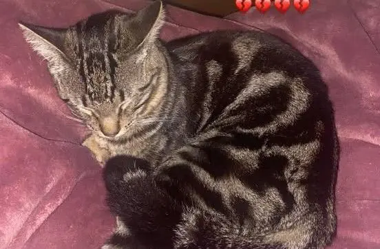 gato lost    Conil de la Frontera Coco