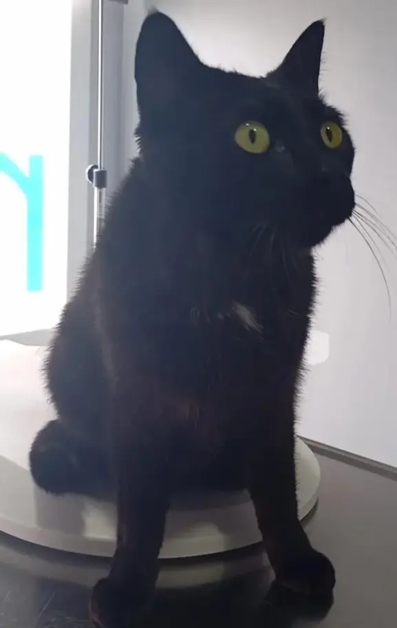 gato lost    Cáceres Ninja