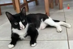 gato lost     Aria