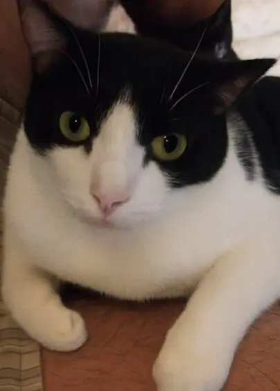 gato lost     Bobin