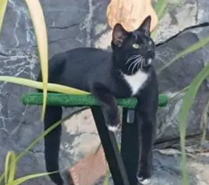 gato lost     Calcetines