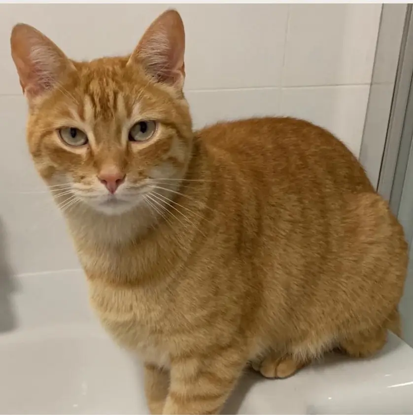 gato lost     Camilo