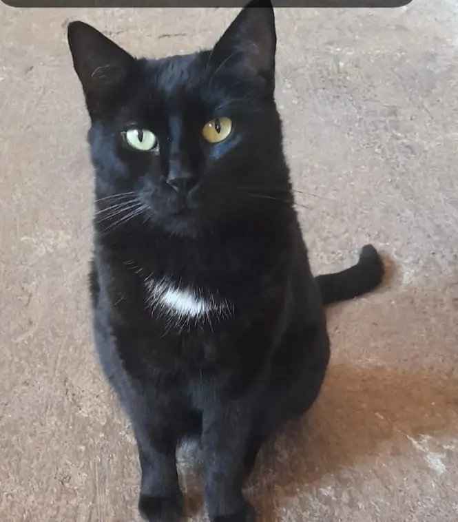gato lost     Cenizo