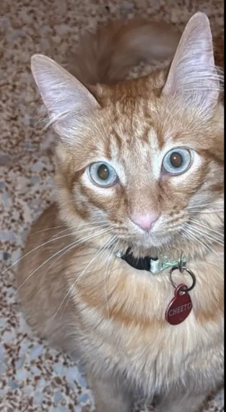 gato lost     Cheeto