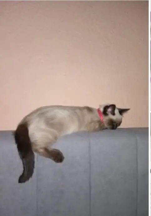 gato lost     Chiquitín