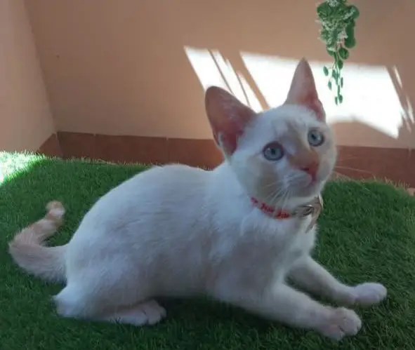 gato lost     Chobi