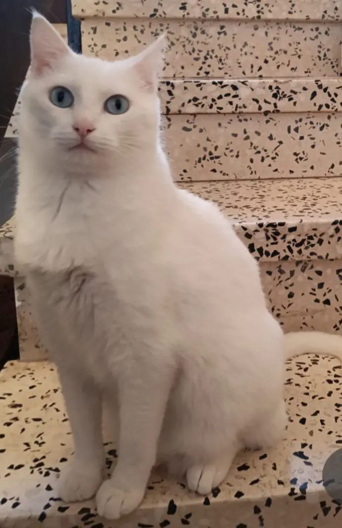 gato lost     Coco