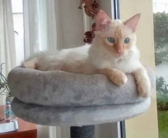 gato lost     Elvis
