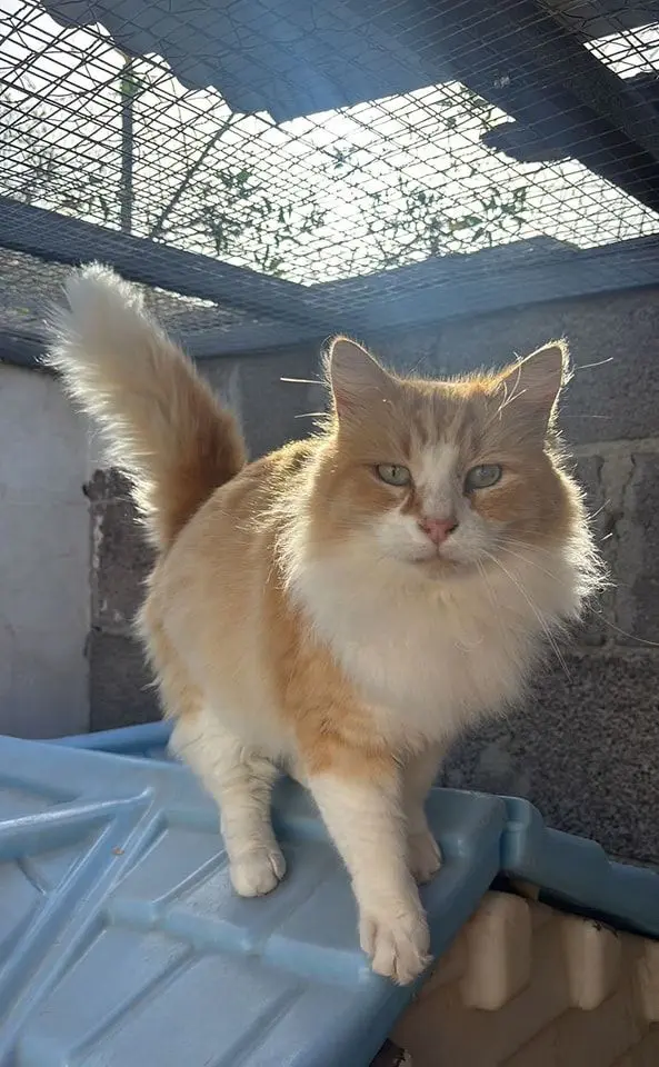 gato lost     Fluffy