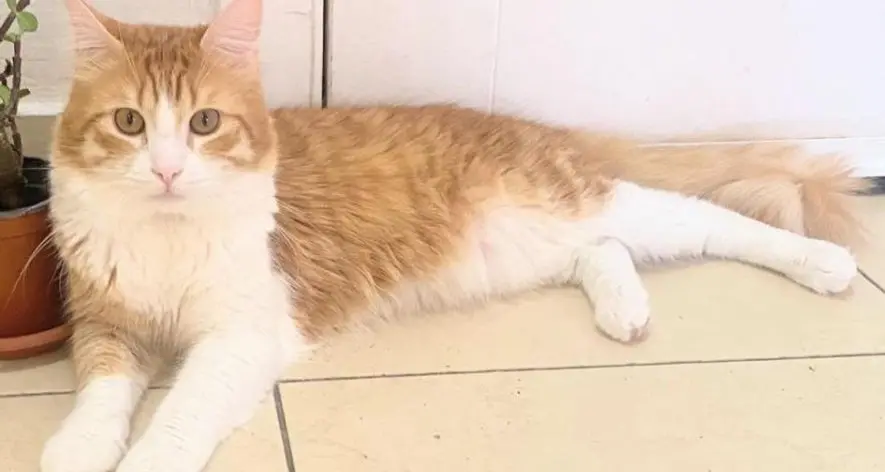 gato lost     Garfield
