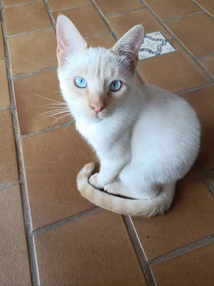 gato lost     Gatito