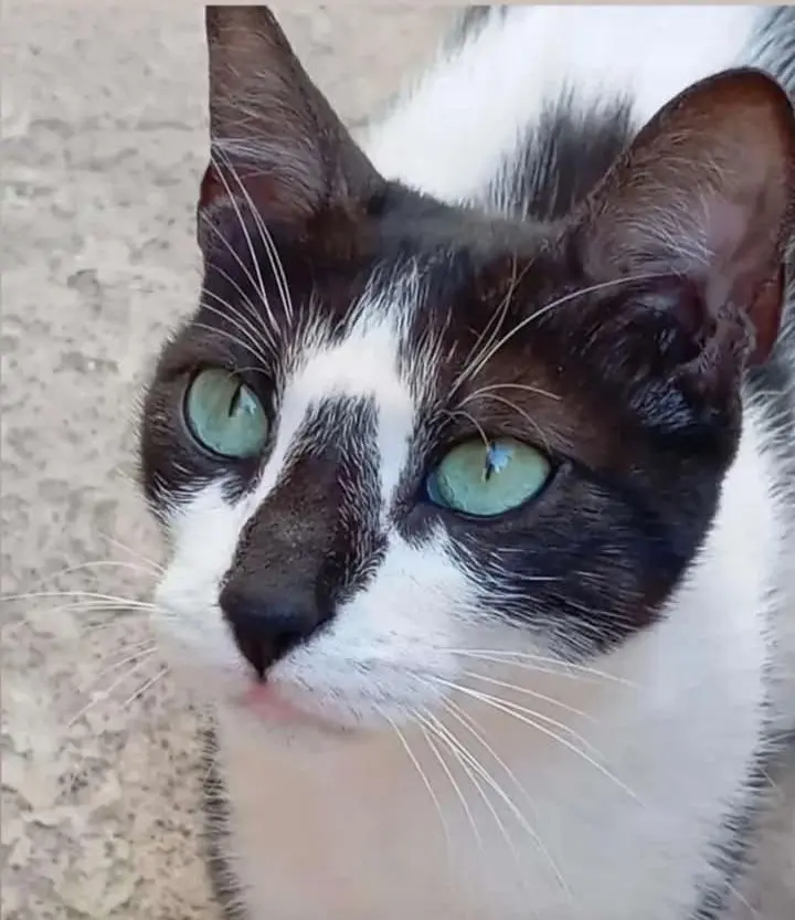 gato lost     Gato
