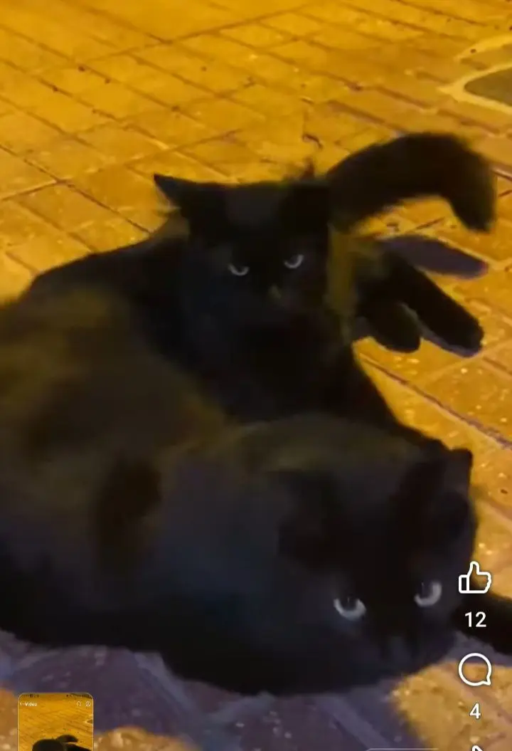 gato lost     Gato