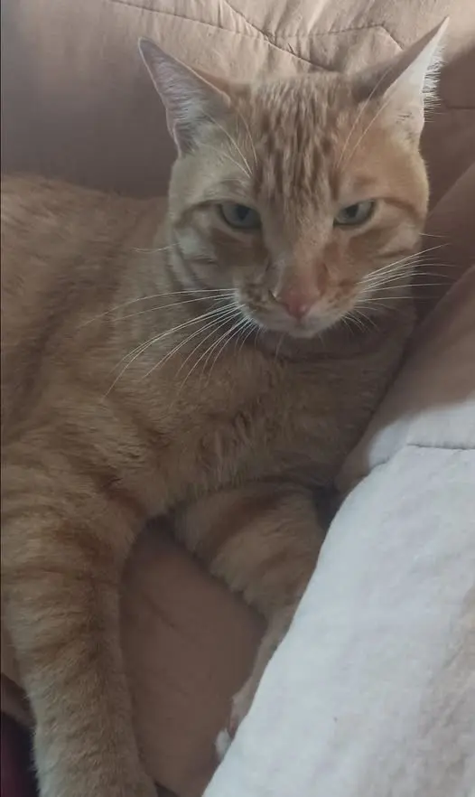 gato lost     Isidoro