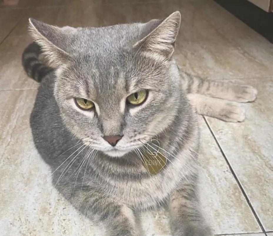 gato lost     Kenny