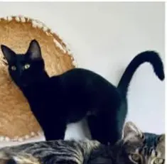gato lost     Kiki