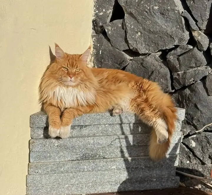 gato lost     Konan