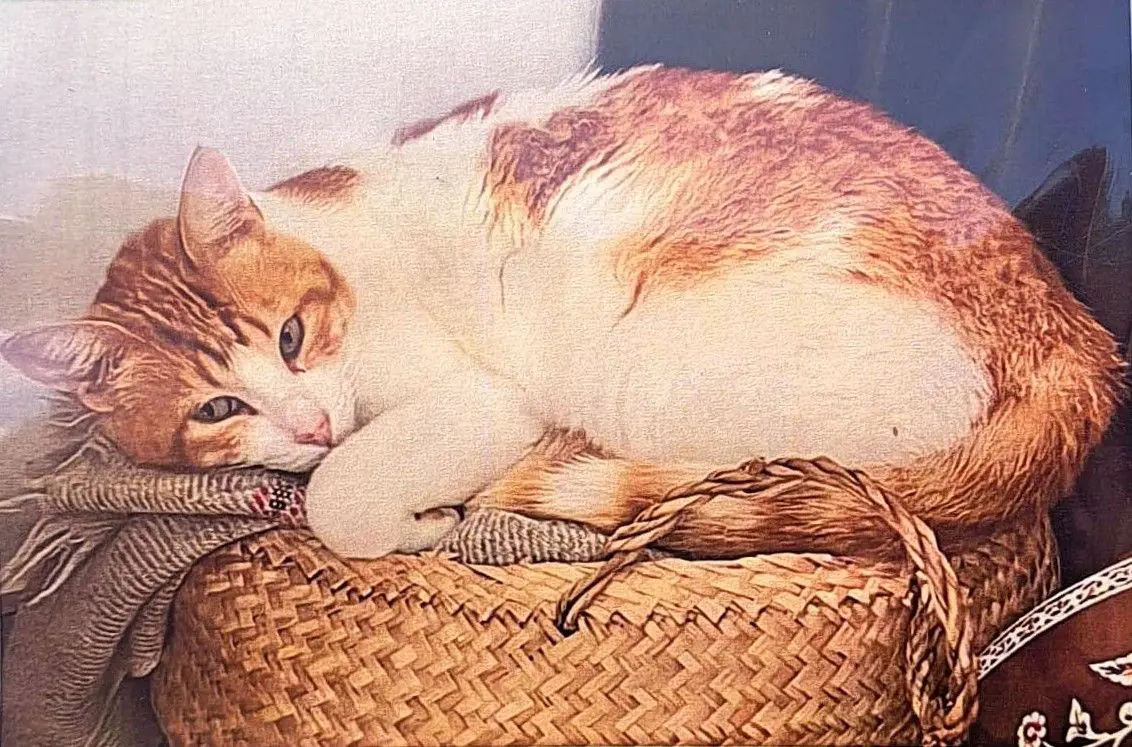 gato lost     Lakshman