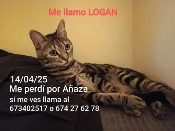 gato lost     Logan