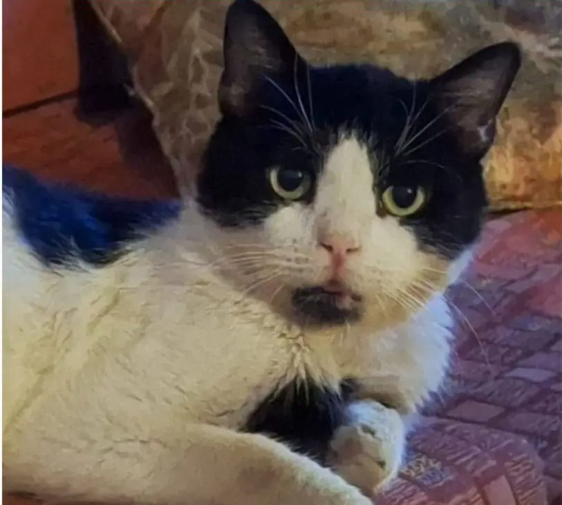 gato lost     Luisito