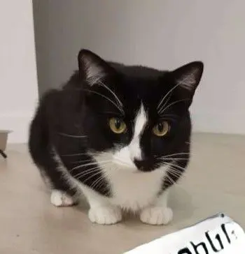 gato lost     Mau