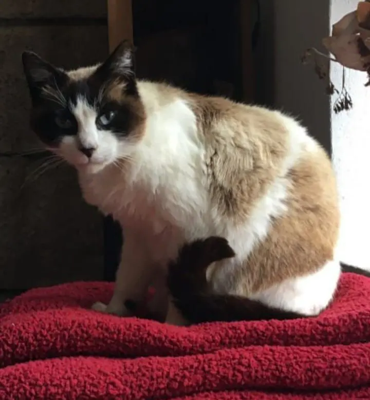 gato lost     Michu