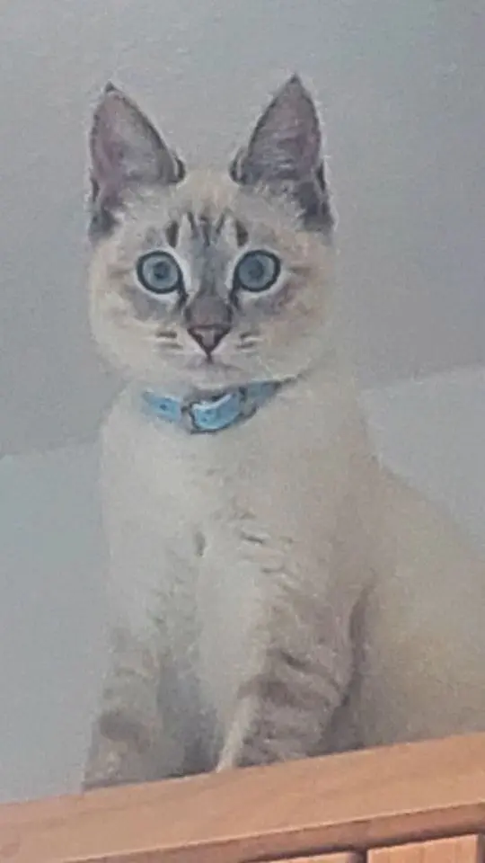 gato lost     Mio