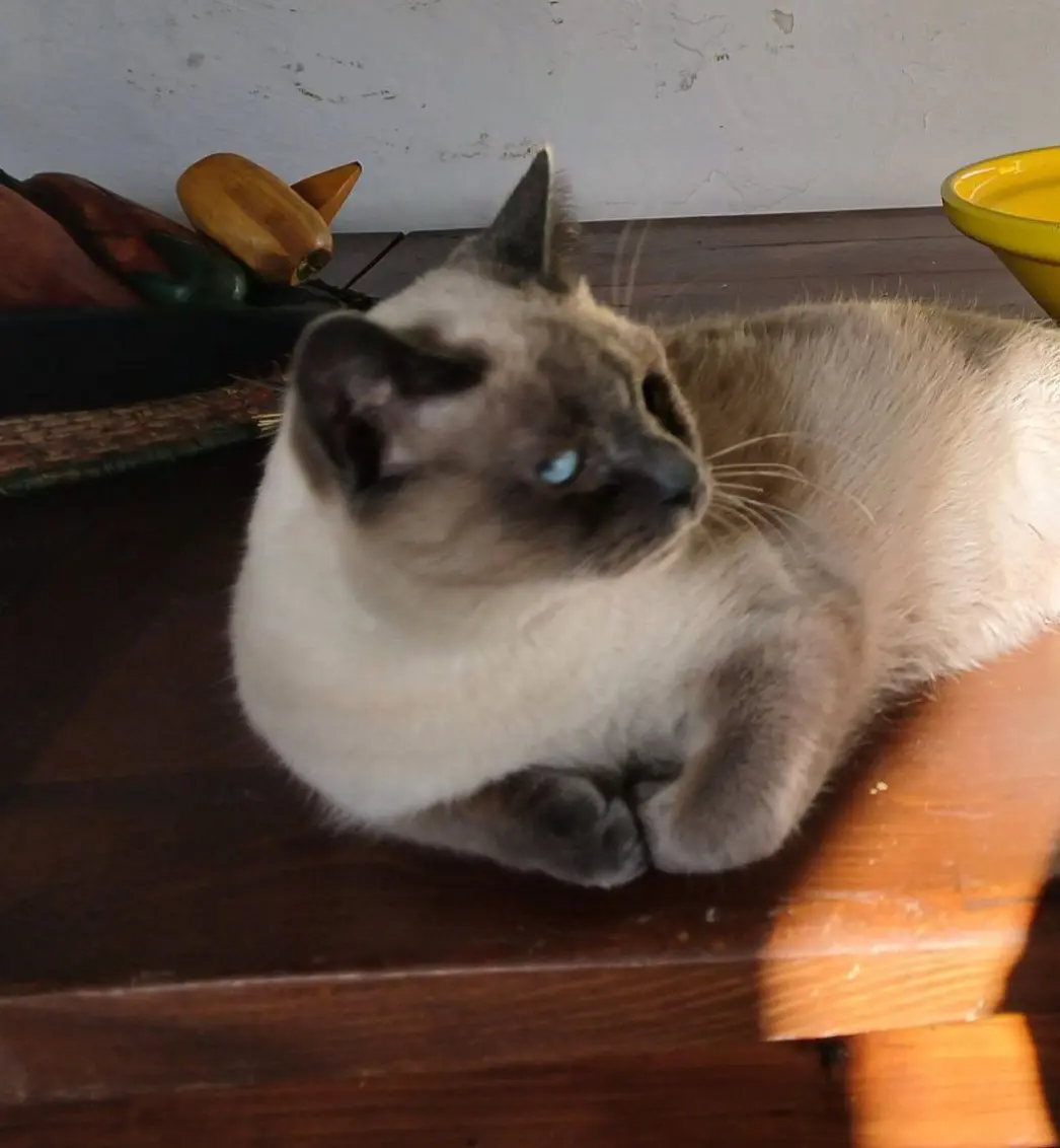 gato lost     No sé