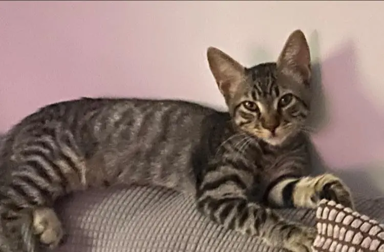 gato lost     Papi