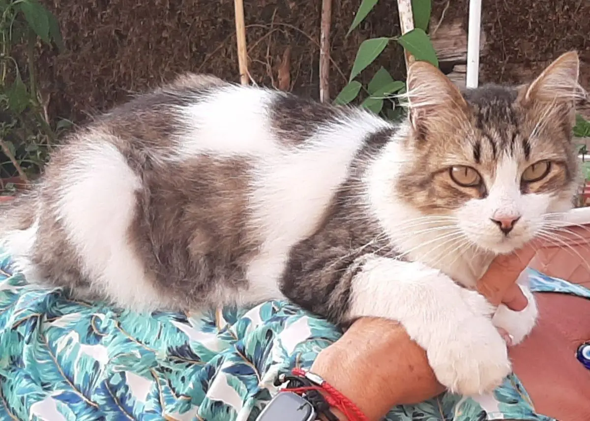 gato lost     Renato