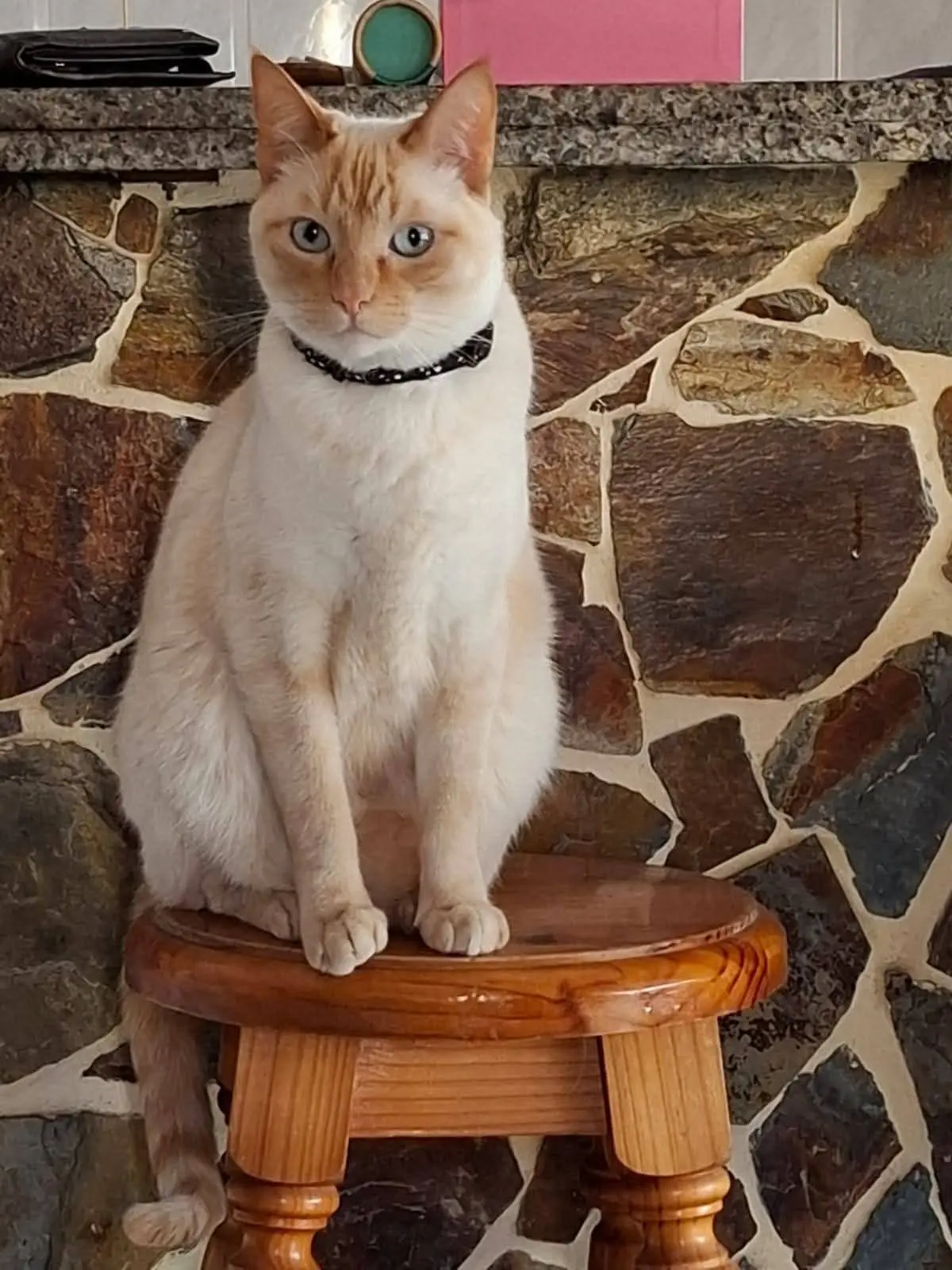 gato lost     Shiro