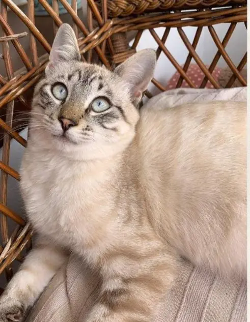 gato lost     Simba