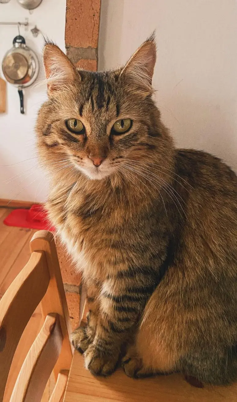 gato lost     Skittle