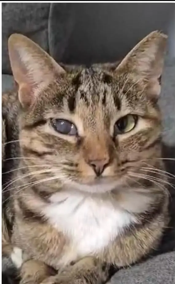 gato lost     Sorsha