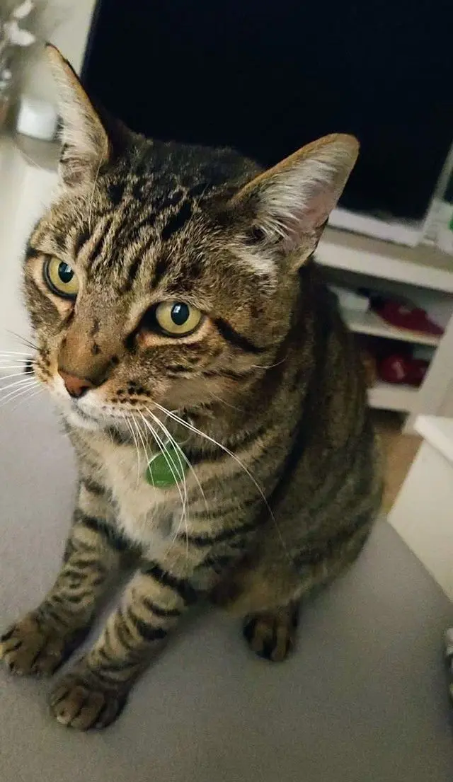 gato lost     Tigri