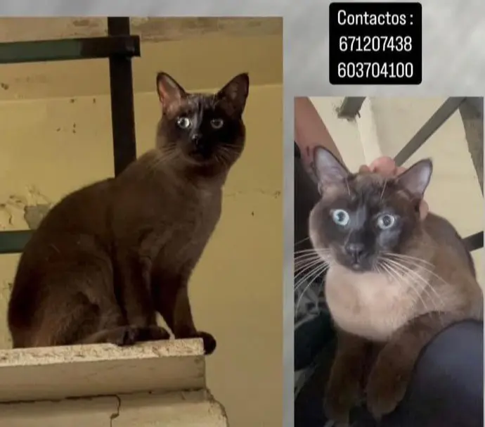 gato lost     Trueno