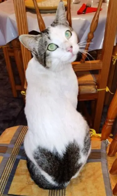 gato lost     Téo
