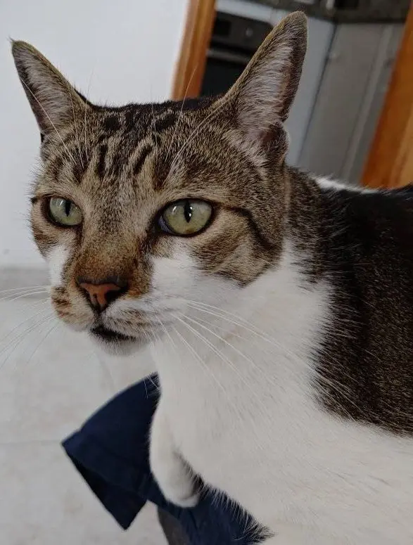 gato lost     Valentin